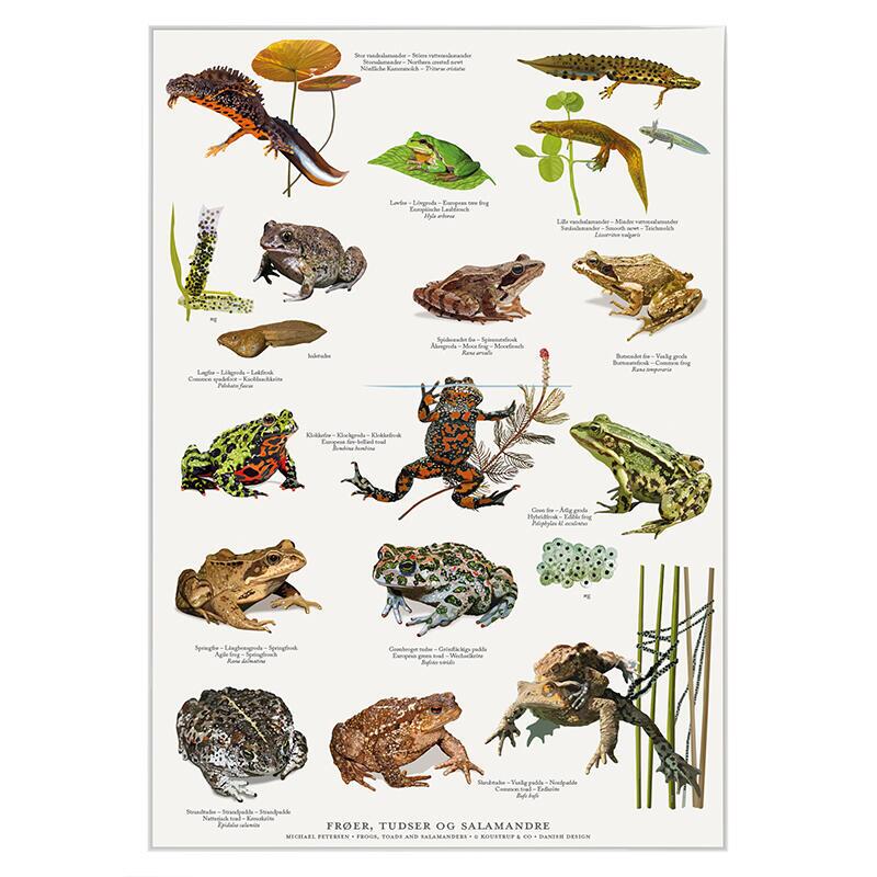 PRINT A4 - frogs, toads and salamanders (Frøer, tudser og salamandre ...